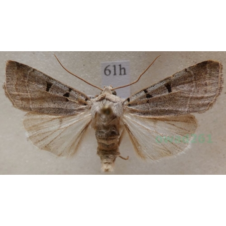 Eugnorisma glareosa (Esper, 1788) Czech61h